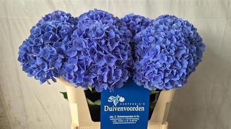 Hydrangea macrophylla 'Pimpernel'
