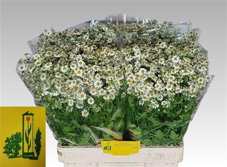 Tanacetum parthenium Cameron