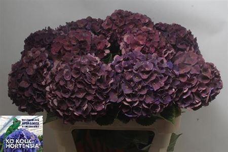 Hydrangea macrophylla 'Mon Amour' (classic)