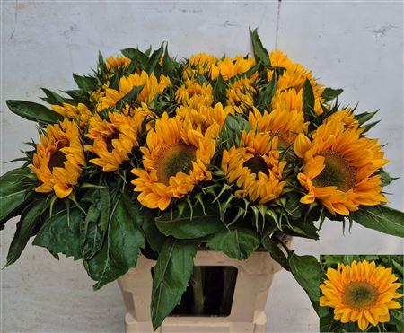 Helianthus annuus 'Vincent's Fresh'