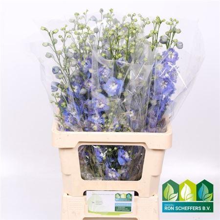 Delphinium dubbelbloemig (Elatum Grp) 'Aurora Blue'