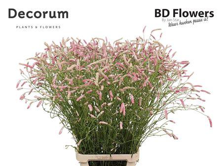 Sanguisorba officinalis 'Sweet Dream'