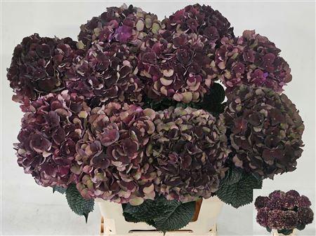 Hydrangea macrophylla Magical Dark Ruby (classic)