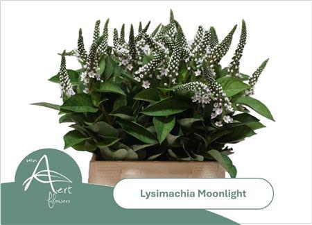 Lysimachia Moonlight