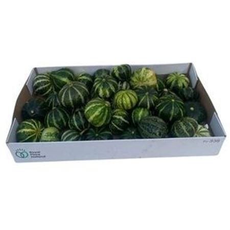 Cucurbita pepo