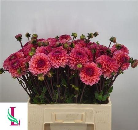 Dahlia (Decorative Grp) 'Daisy Duke'