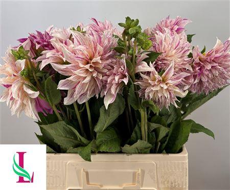 Dahlia (Decorative Grp) 'Café Au Lait Twist'