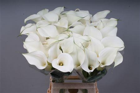 Zantedeschia 'Captain Ventura'