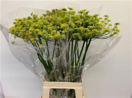 Foeniculum vulgare