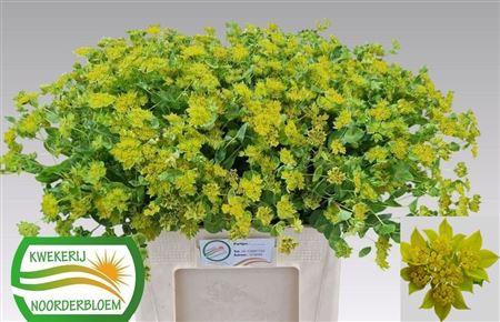 Bupleurum rotundifolium