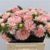 Callistephus chinensis overig