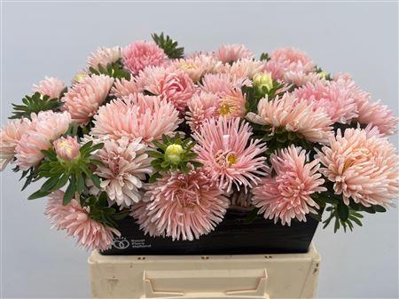 Callistephus chinensis overig