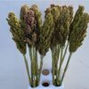 Sorghum bicolor