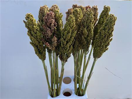 Sorghum bicolor