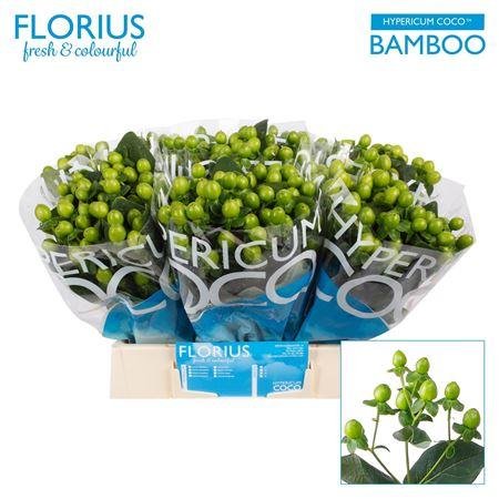 Hypericum Coco Bamboo