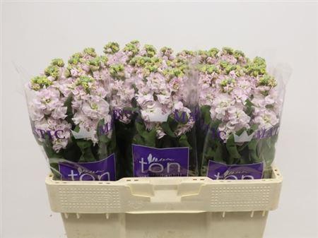 Matthiola incana StoX Silver
