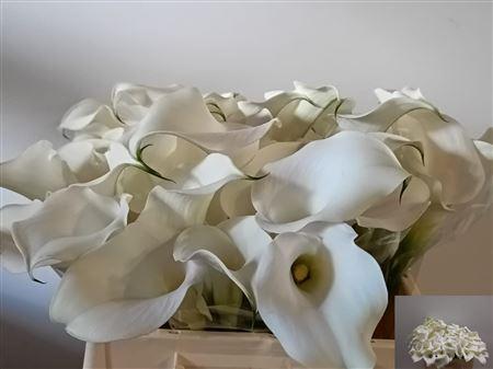 Zantedeschia 'Captain Ventura'