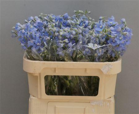 Delphinium enkelbloemig (Belladonna Grp) 'Ballkleid'