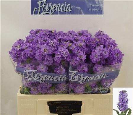 Matthiola incana 'Impala Lavender'