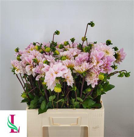 Dahlia (Decorative Grp) 'Sweet Nathalie'