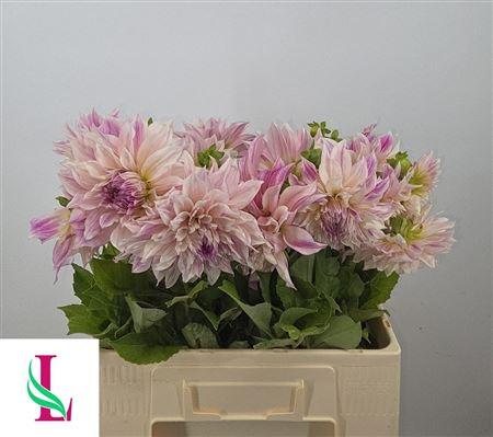 Dahlia (Decorative Grp) 'Cafe Au Lait Royal'