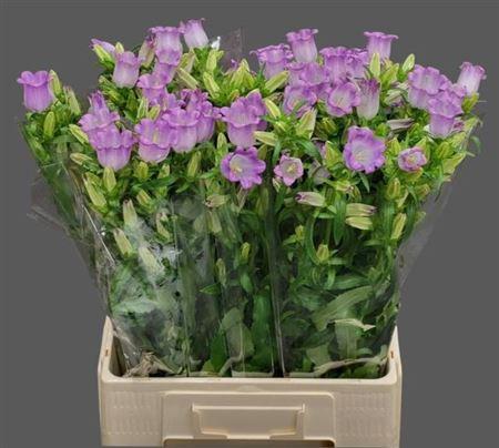 Campanula medium 'Champion Lavender'