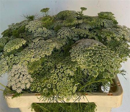 Ammi visnaga