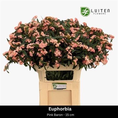 Euphorbia fulgens vertakt Pink Baron