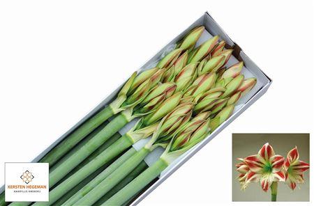 Hippeastrum (Galaxy Grp) 'Ambiance'