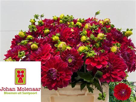 Snijbloemen overig