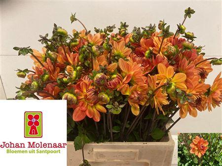 Dahlia (Decorative Grp) 'Graceland'