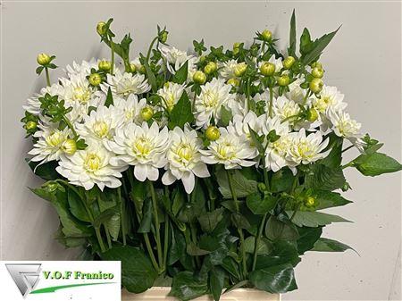 Dahlia (Decorative Grp) 'Karma Maarten Zwaan'
