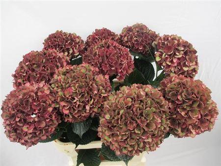 Hydrangea macrophylla Magical Rubyred (classic)