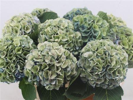 Hydrangea macrophylla My Beautiful Heaven (classic)