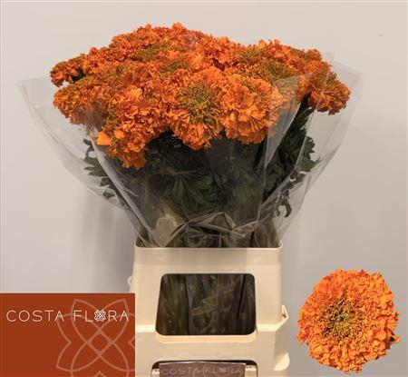 Tagetes (Erecta Grp) Promise Orange