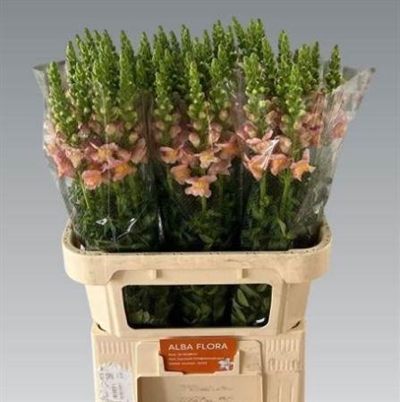 Antirrhinum majus Toulon Apricot