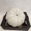 Cucurbita