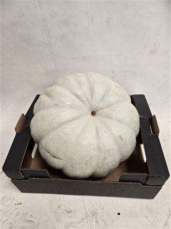 Cucurbita