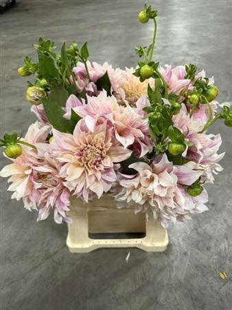 Dahlia (Decorative Grp) 'Café au Lait'