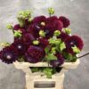 Dahlia (Ball Grp) 'Ivannetti'