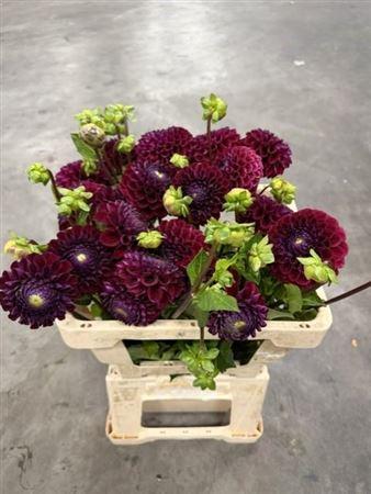 Dahlia (Ball Grp) 'Ivannetti'