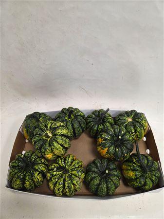 Cucurbita pepo