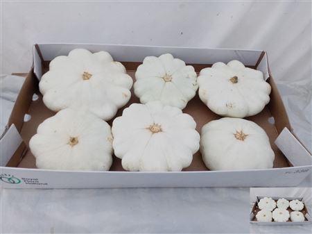 Siervruchten per stuk Cucurbita pepo Patisson Mix