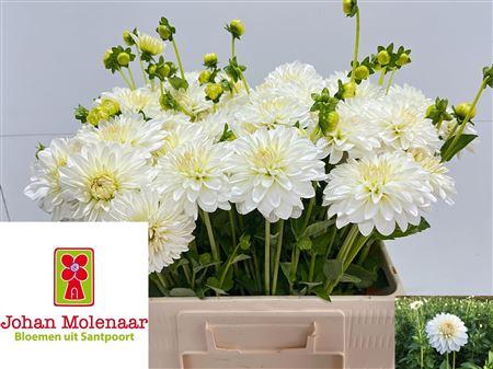 Dahlia (Semi-Cactus Grp) 'Snow Cap'