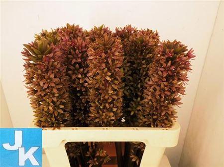 Eucomis 'Sparkling Burgundy'