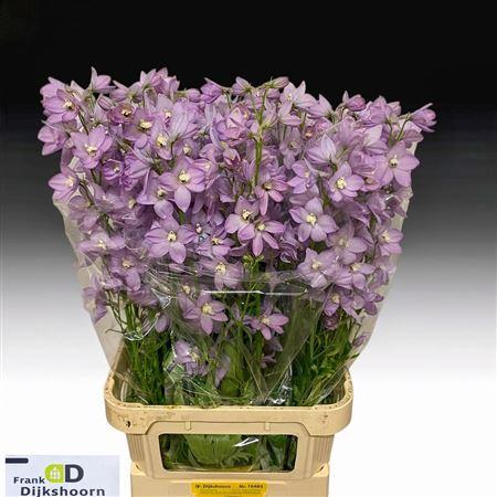 Delphinium dubbelbloemig (Elatum Grp) 'Delphi's Zoë'