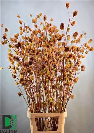 Glycyrrhiza yunnanensis (zaaddoos)