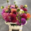 Dahlia gemengd
