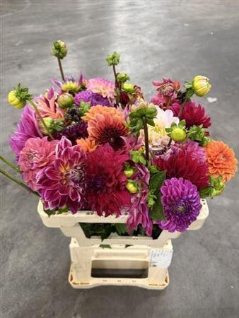 Dahlia gemengd