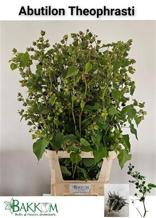 Lavatera overig